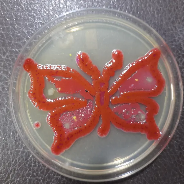 A red butterfly grown from living microbes on the agar in a round glass petri dish