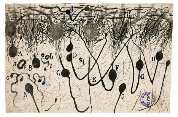 Cajal's drawing of dark nerve cells with long tails and tangled branches on yellowed paper, labeled with letters