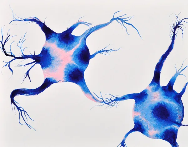 Two deep blue nerve cells with pink centers reaching toward each other with long branching arms on white paper